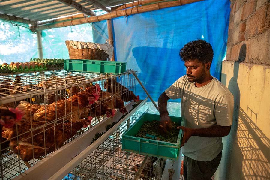 A young man, Narendra, wears a white t-shirt and feeds his chickens in a small structure near his home. He has been selling eggs for several years.